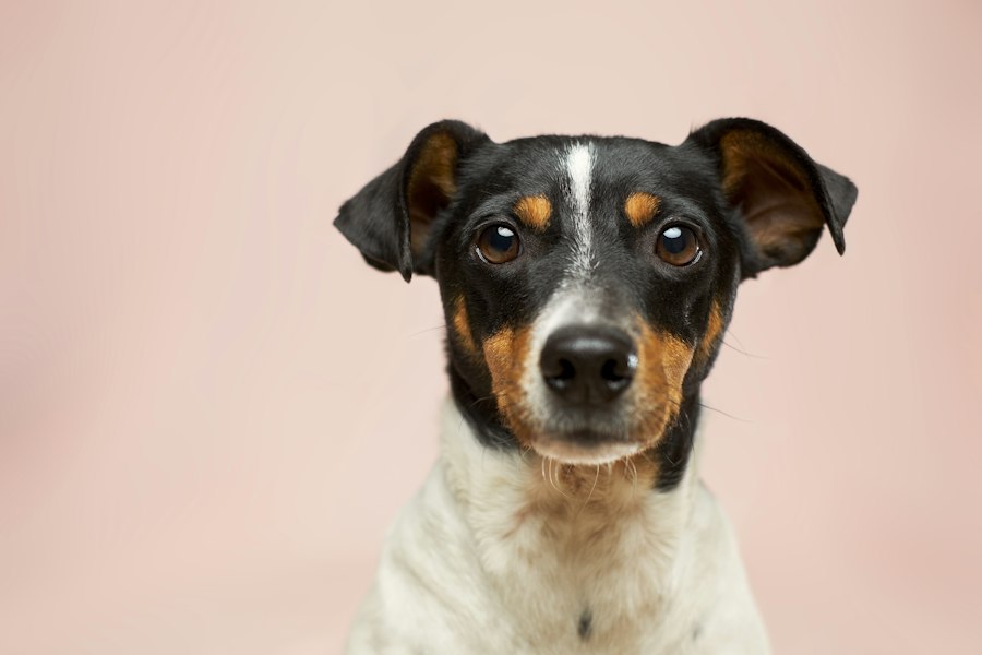 Harness Soft Coat