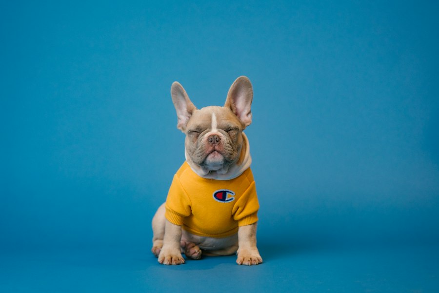 Collars & Leashes