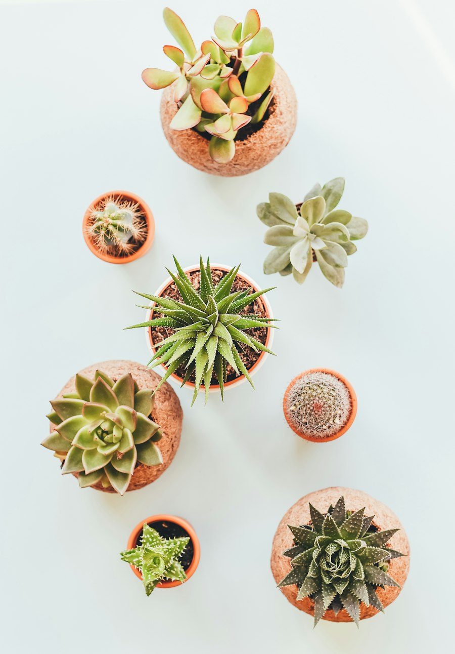Mini Pot Trio