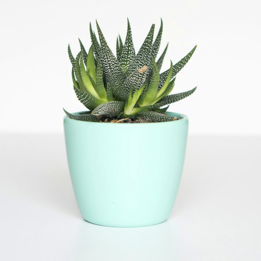 Areca Palm Balcony