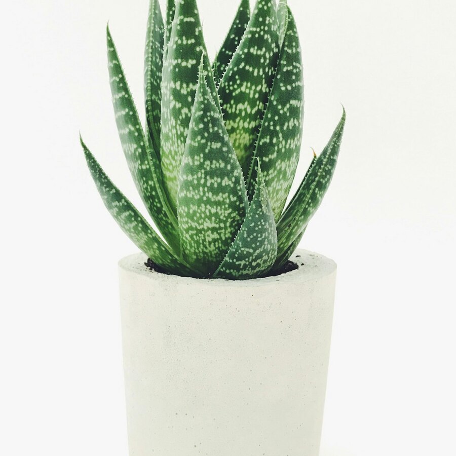 Herb Pot Soft Trio