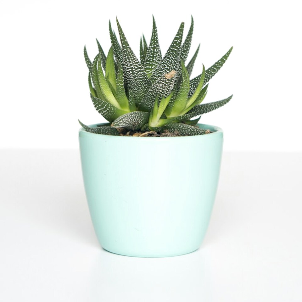 Herb Rail Soft Duo