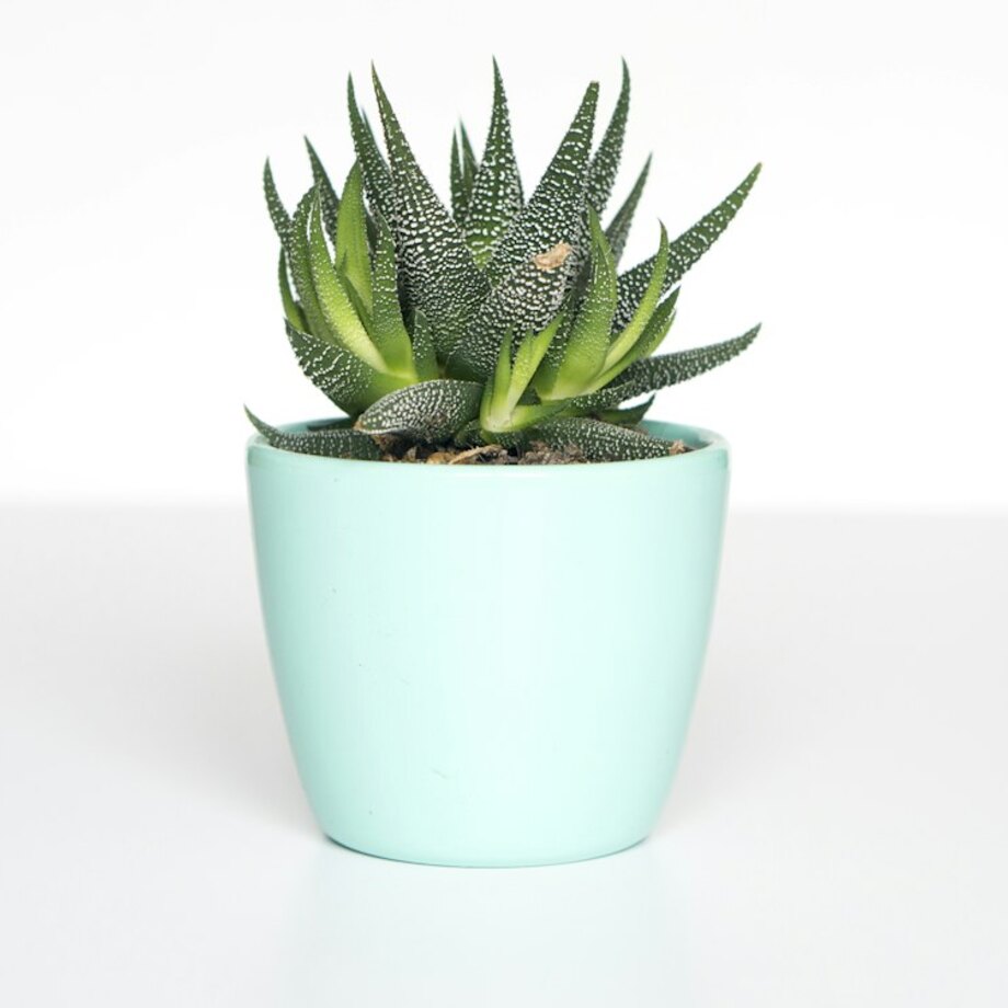 Snake Plant Laurentii