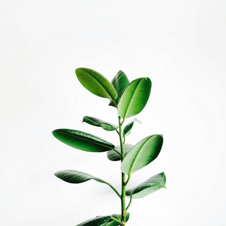 Spider Plant Hanging Soft