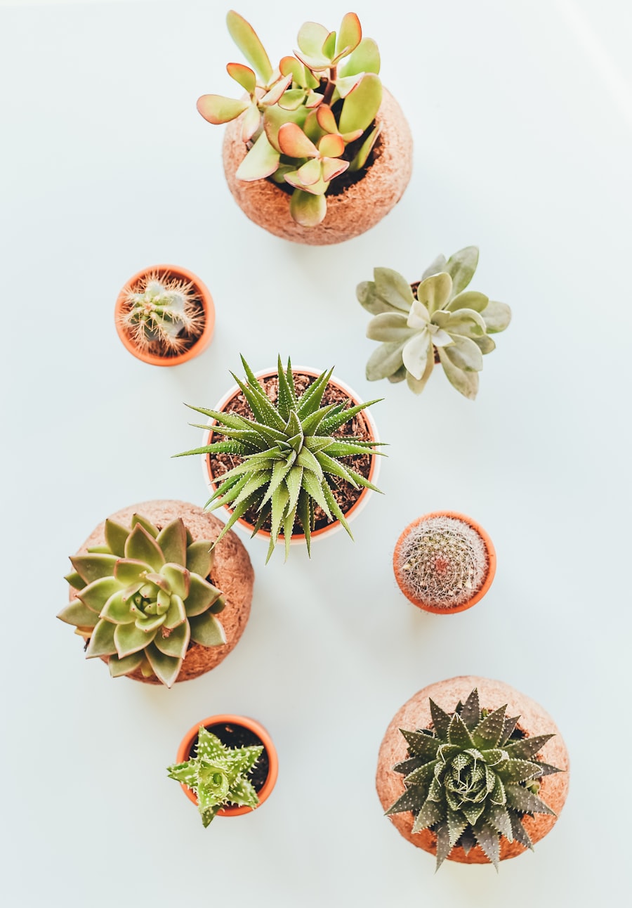 Fiddle Leaf Starter