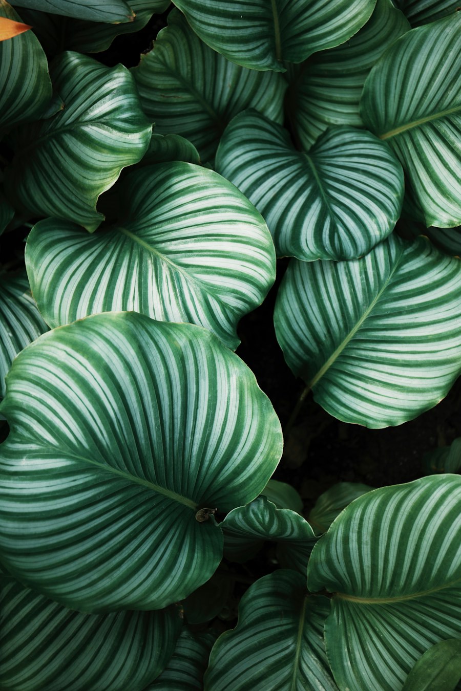 Fern Soft Palm