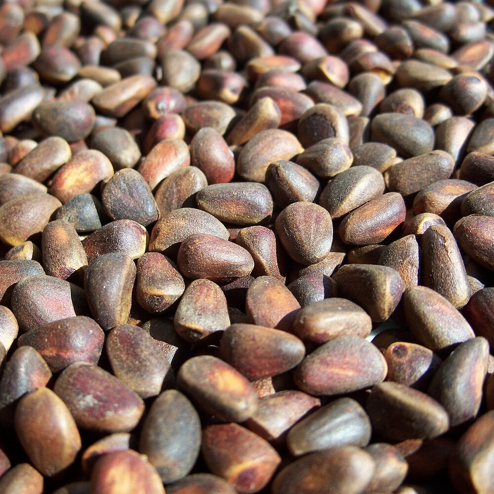 Chilgoza Pine Nuts