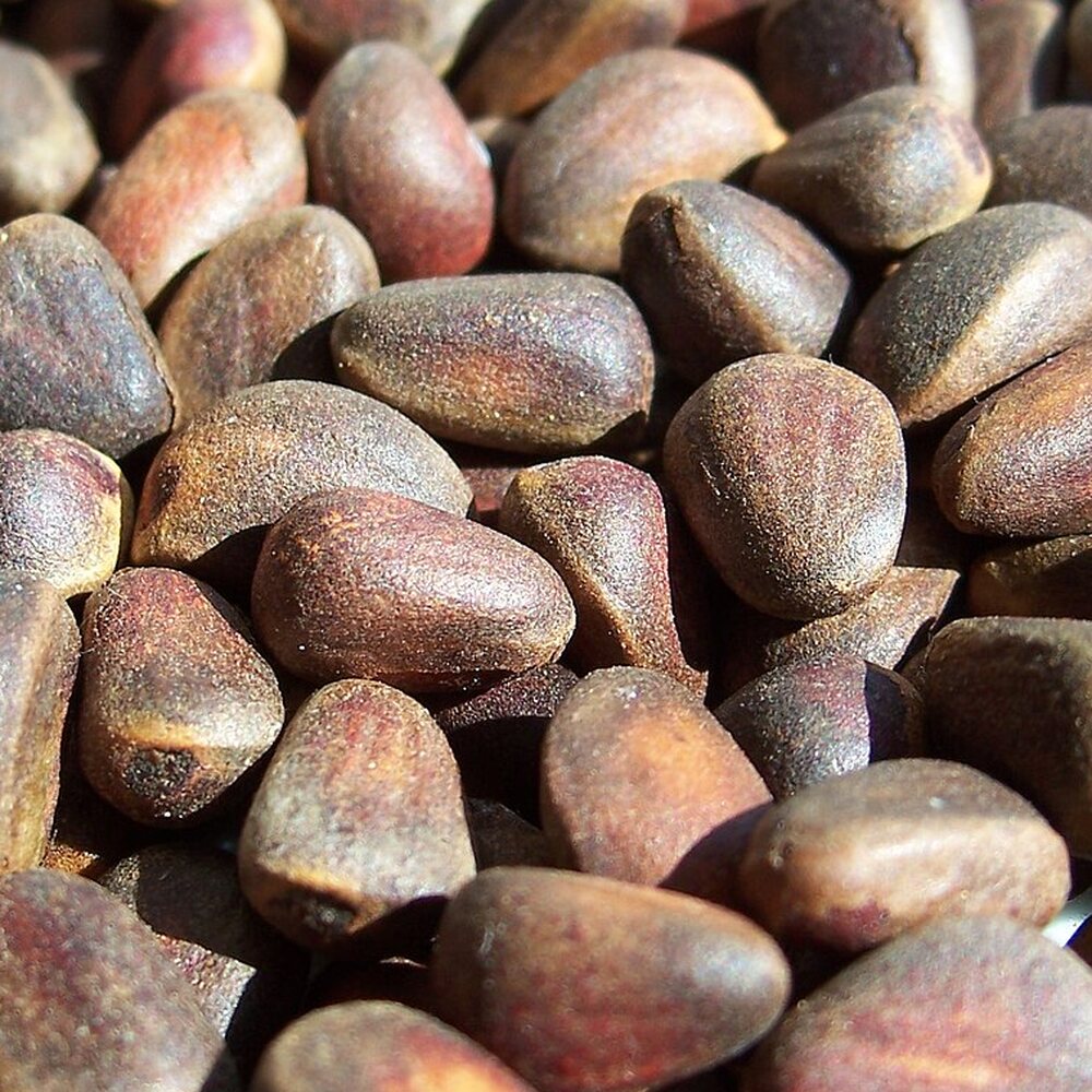 Chilgoza Pine Nuts