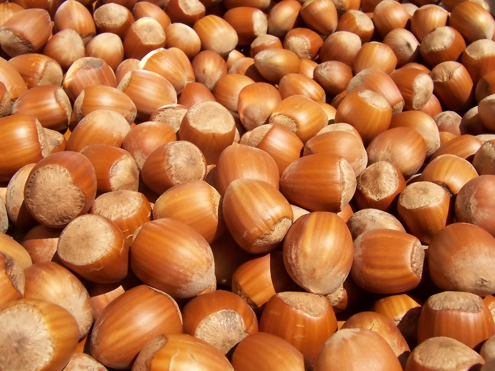 Premium Nuts & Makhana