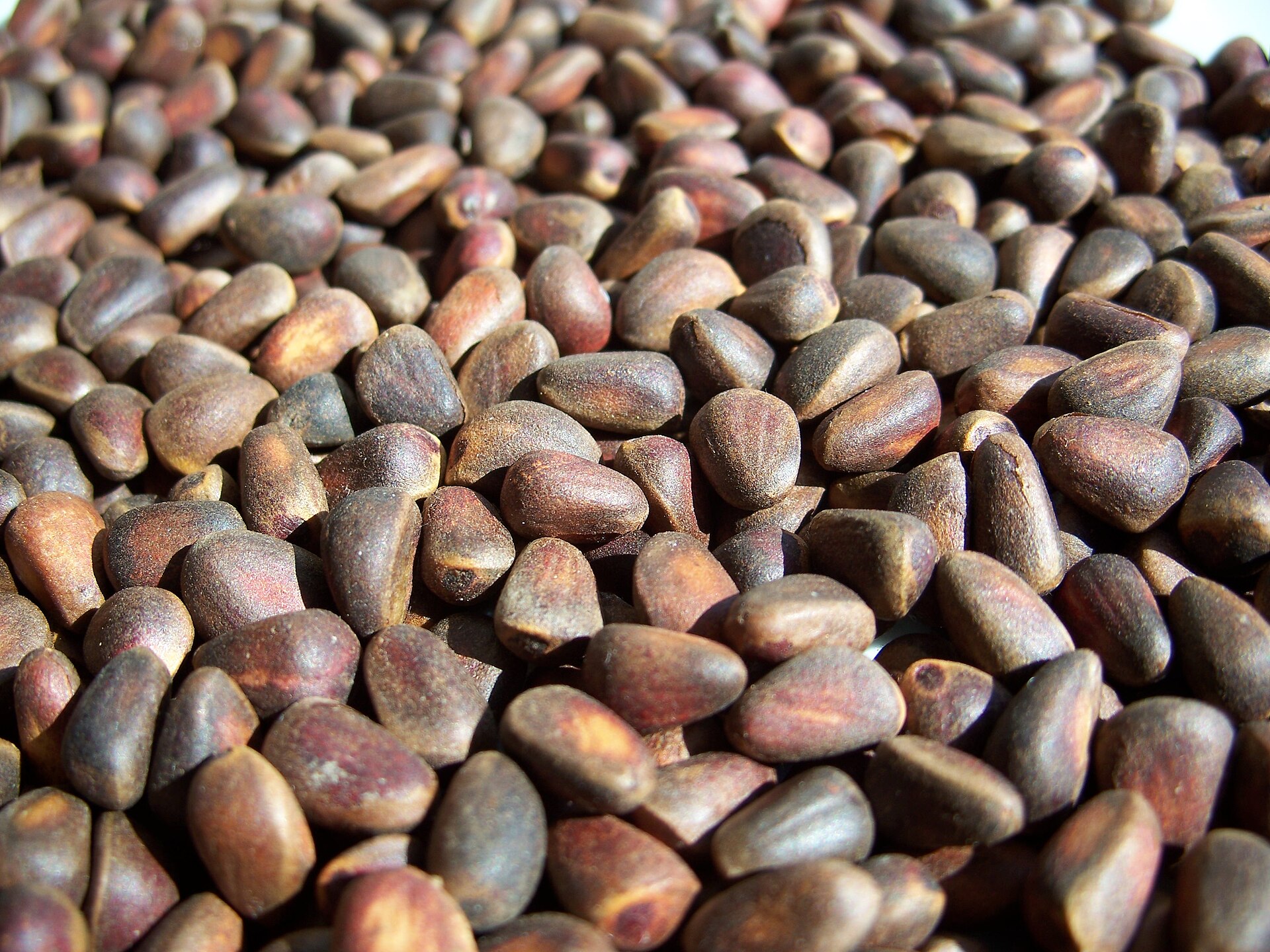 Auction Lot: Himalayan Chilgoza Pine Nuts — 1kg Kinnaur Harvest